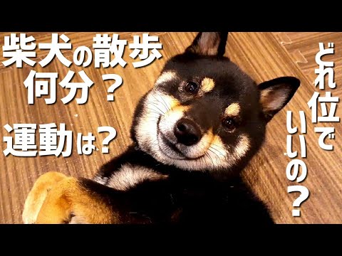 柴犬ってどれくらい散歩すればいいの?運動不足?柴犬を飼おうと思っている方【黒柴犬】【柴犬 散歩】【柴犬 しつけ】【豆柴】