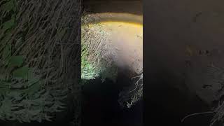 Download Lagu Paranormal Live *4/4 • v2* Arasz @ Puaka Taman Tasik 3 Beradik JB Johor Malaysia S02E04 MP3 Download Lagu Paranormal Live *4/4 • v2* Arasz @ Puaka Taman Tasik 3 Beradik JB Johor Malaysia S02E04 MP3