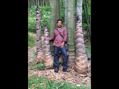 MĂNG TRE KHỔNG LỒ NẶNG 100 KG