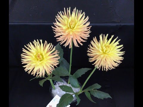 American Dahlia Society Bench Evaluation Judging