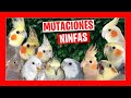 ✅ MUTACIONES DE NINFAS CAROLINAS | Tipos de cacatúas ninfas