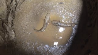 Lụm Cá Lóc Đồng Sụp Hầm