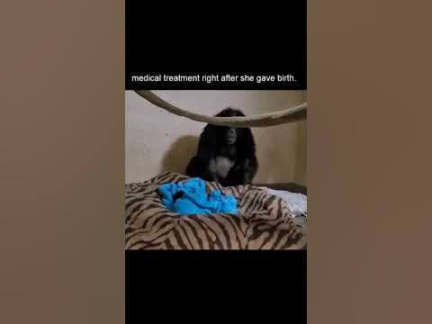 Chimp mom thought her baby had died - YouTube