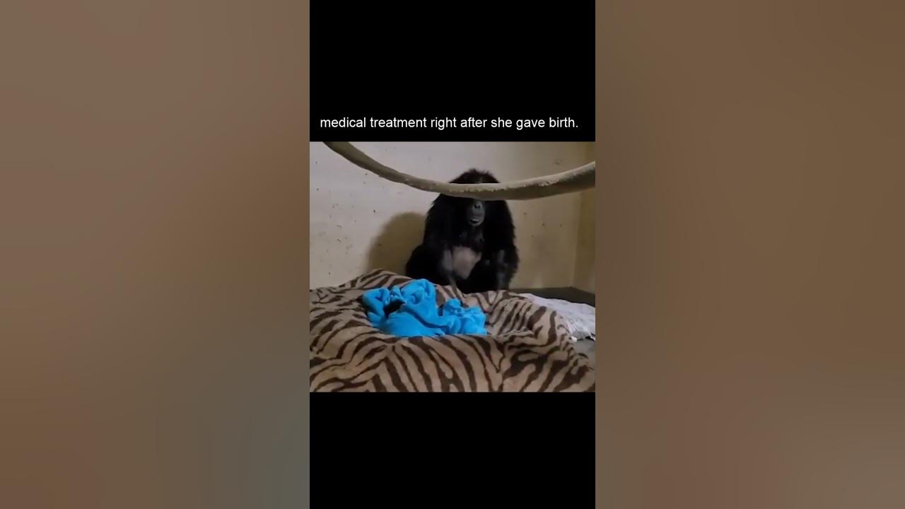 Chimp mom thought her baby had died - YouTube