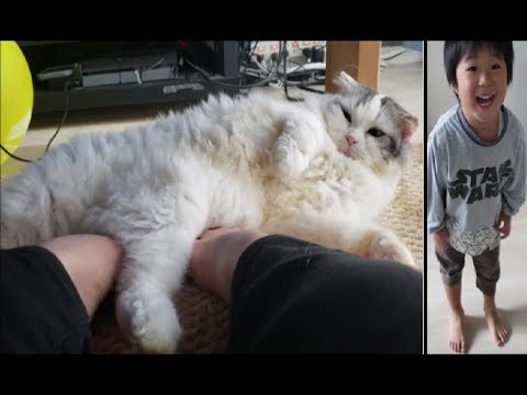 つま先を温めてくれるモフモフ毛布猫 (ジャーン！ チ〇チ〇！) - YouTube