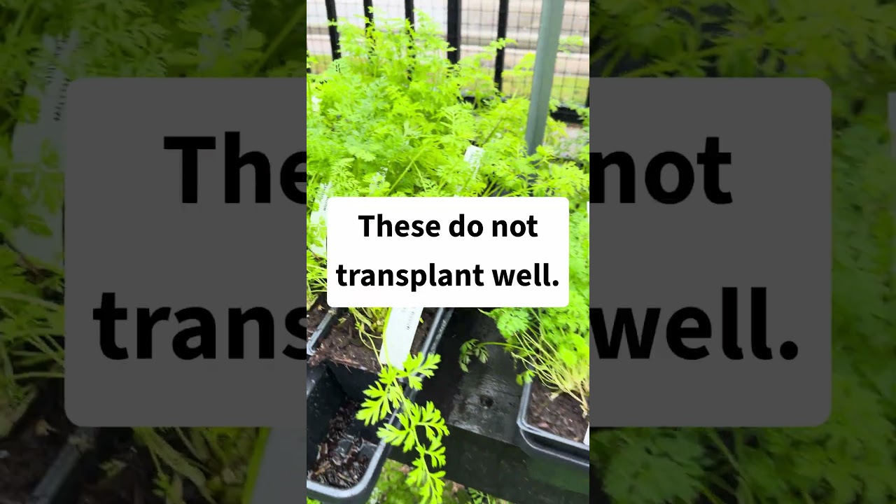 Things I’ll never buy from a nursery. Ep 2: Carrots. 🥕