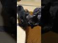 【猫動画】ニーブラ⁉️　ダンソン　バンビーノ