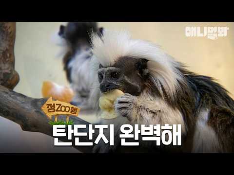 [#정ZOO행] <strong>식단에</strong> 진심인 편 | EP.29 #TV동물농장 #AnimalFarm #애니멀봐