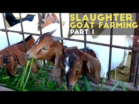 Slaughter Goat Farming Part 1 : Slaughter Goat Farming in the Philippines | Agribusiness Philippines