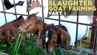 Slaughter Goat Farming Part 1 : Slaughter Goat Farming in the Philippines | Agribusiness Philippines