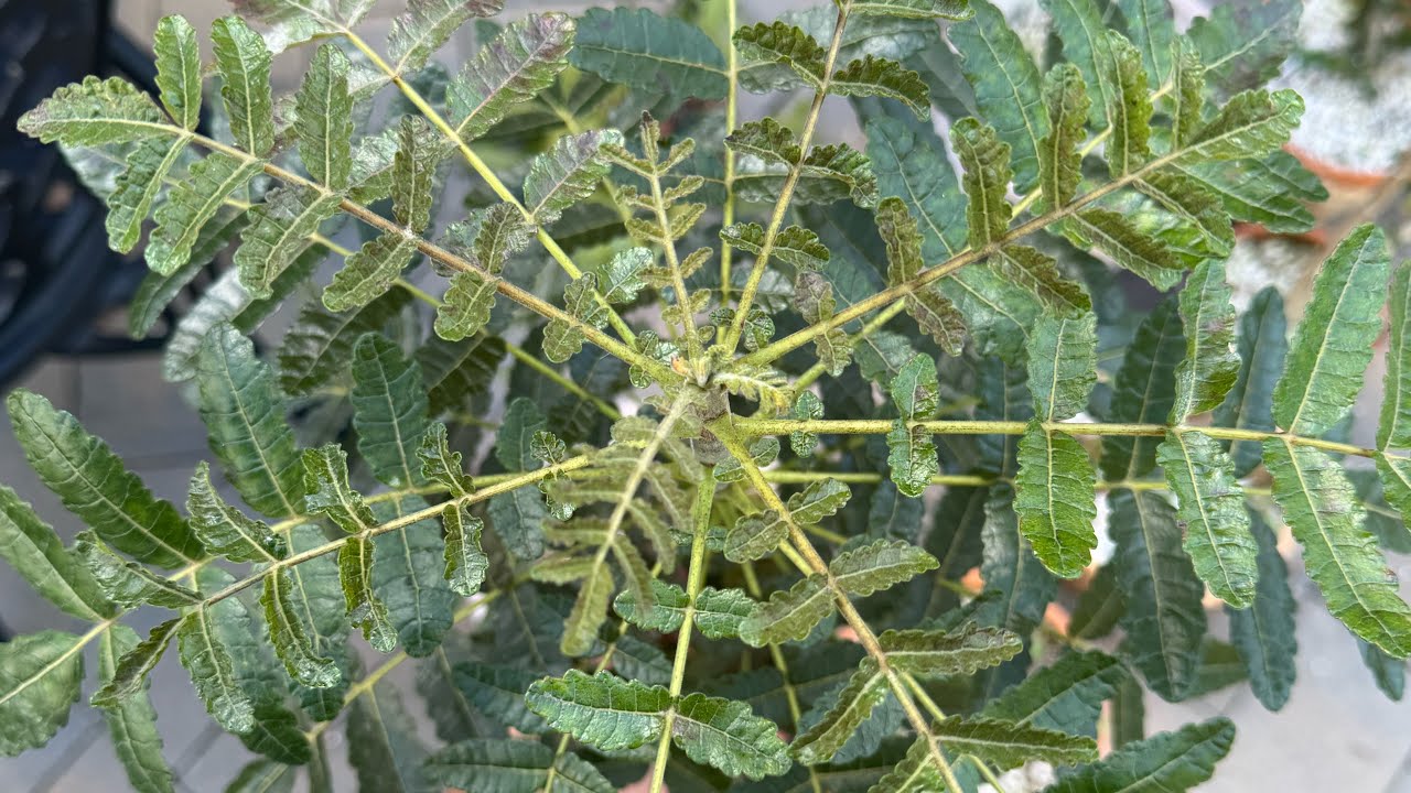 Sacred Frankincense Trees! Growing Boswellia in NY Zone 7 - Updates and Winter Prep