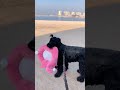 Dogs are the best #cute #cutedog #dog