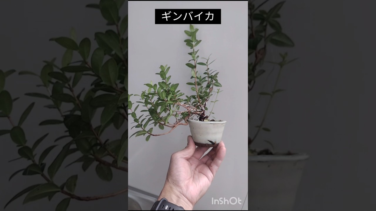 銀梅花（ギンバイカ）‪@盆栽‬ @bonsai - YouTube