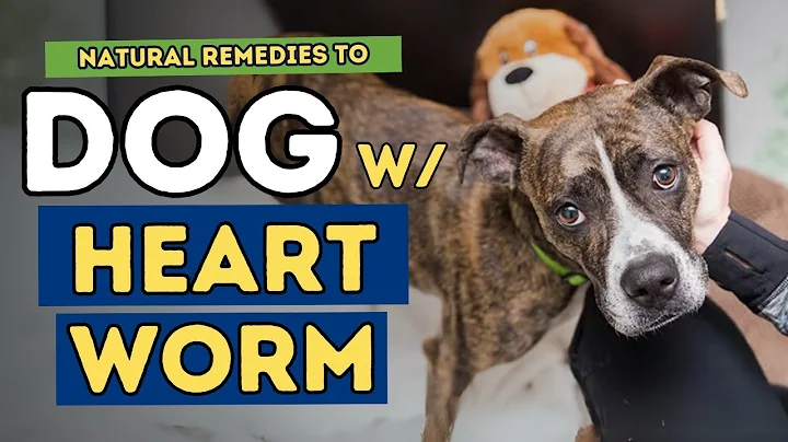 Do You Really Need Heartworm Prevention? Exploring Natural Alternatives!