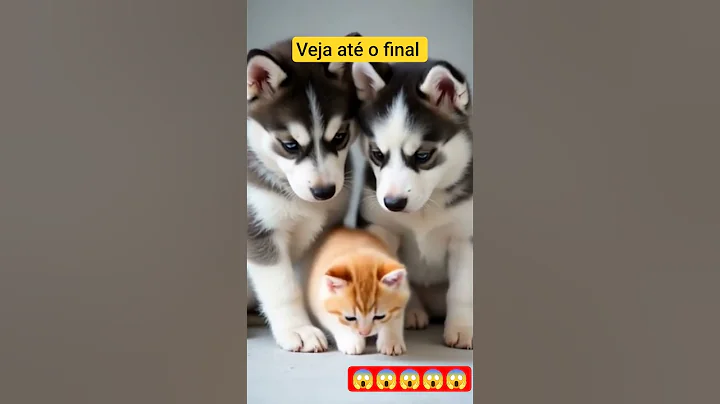 Video 11150561: cats funny pets animals, cat pet adoption