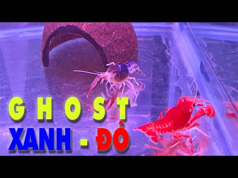 Video Setup hồ nuôi TÔM CẢNH đơn giản với CẶP GHOST được... - youtube