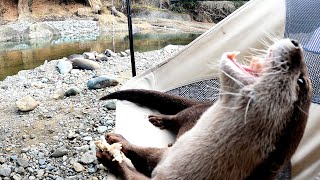 An otter eating breakfast leisurely by the river [Otter life Day 444]【Otter Aty & Mr.Cat】
