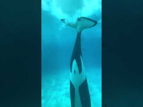 Makani Shooter Behavior Name At SeaWorld San Diego