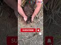 মাটির নিচে কচ্ছপ Tortoise under the ground 😵#shorts #viral #trending