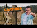 Caatinga | Biomas do Brasil | Ep.5