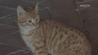 Daily Cat -  Alhambra cat (Granada) /毎日ねこ - アルハンブラ猫 (グラナダ)