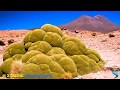 Yareta or Llareta | The 3,000 Years Old Plant - YouTube