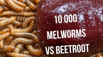 Mealworms Devouring Cooked Beetroot | Extreme Macro Decomposition Timelapse (Natural ASMR)