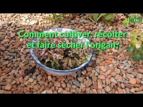 Vidéo: Récolte de l'origan : comment cueillir et sécher l'origan