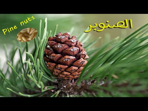 فيديو: رائحة أشجار الصنوبر