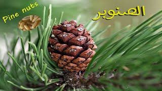 فوائد الصنوبر ومكان زراعته 🌲تعرف معنا🌲 (حبوب الصنوبر Pine nuts)