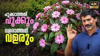 ഈ ഒരു വളം മതി! പൂക്കാത്തതും പൂക്കും 🌸 Garden Magic Fertilizer | NPK 19:19:19