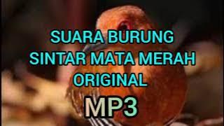 Suara Burung Sintar Mata Merah