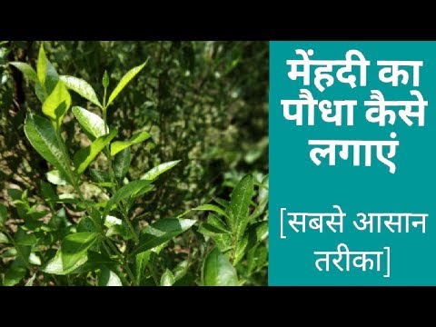 How to grow Henna plant (mehadi plant) | मेंहदी का पौधा कैसे लगाएं