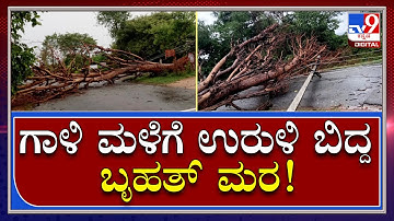 HeavyRain: ಬಿರುಗಾಳಿ ಸಹಿತ ಗಾಳಿ ಮಳೆಗೆ ವಿದ್ಯುತ್ ಕಂಬದ ಮೇಲೆ ಬಿದ್ದ ಬೃಹತ್ ಮರ | Tv9 Kannada