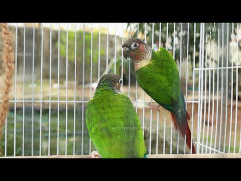 yellow shaded conure ❤️|Our Dream Pets