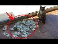 Katze brachte ihrem Besitzer jeden Tag viel Geld ein. Er installierte eine Kamera und war SCHOCKIERT