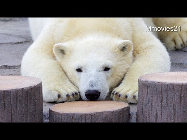 ホッキョクグマのこぐま　可愛いしぐさ~Cute,Polar Bear cubs