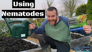 Nemaslug Tutorial. Using Nematodes To Organically Control Slugs In The Garden