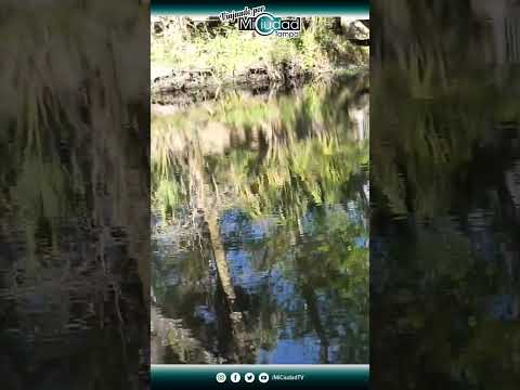 #shorts The forest is reflected in the water - Morris Bridge Boardwalk. Wilderness Preserve Tampa FL