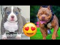 American Bully — Funny And Adorable Videos And Tik Toks Compilation