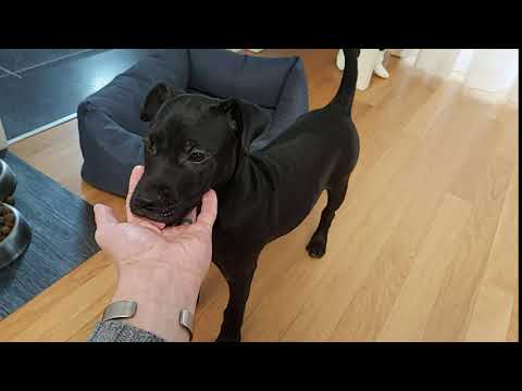 PATTERDALE PUP LICK FOR LIKES TERRIER ART FELL BSL ESTACADO SPYKER 4 MONTHS