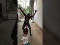 Người nhện bị trẻ em cầm súng bắn #funny