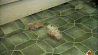 TMC2 - Promo MTV (tappetino) (2001)