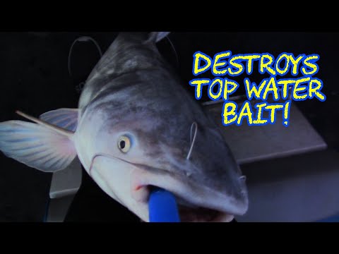 Catfish Slams Top Water Bait!!! 