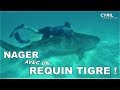 CAPTURER & NAGER AVEC UN REQUIN-TIGRE ! - Cyril Chauquet