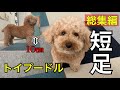 【総集編】短足トイプードル いちごのドタバタ奮闘記