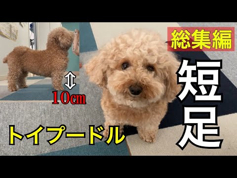 総集編 短足トイプードル いちごのドタバタ奮闘記 Youtube