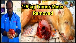 1.5 kg Tumor Mass | Mammary Cancer removed surgically in Labrador Dog