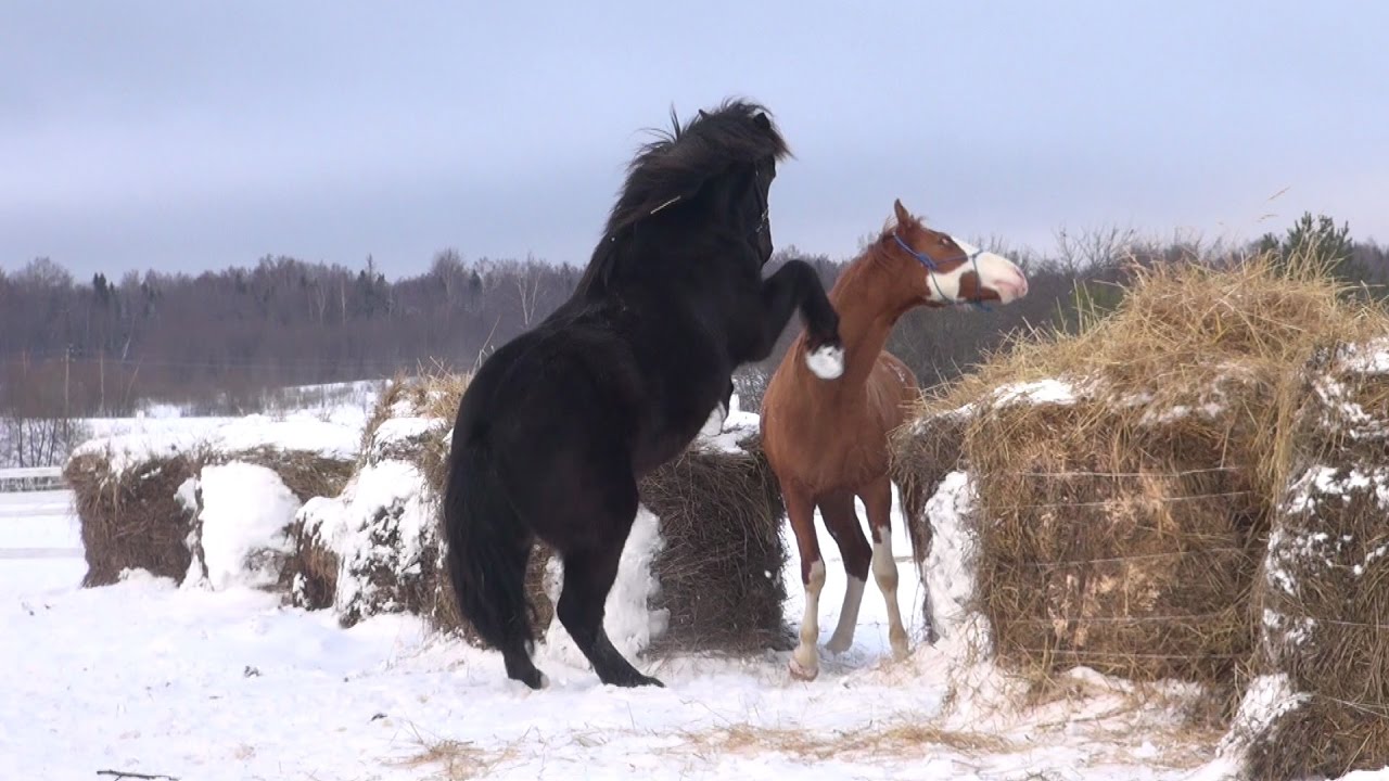 Лошадки клип. Лошади дерутся. Лошади дерутся насмерть.