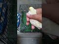 #Ander size bagarei parrot faill fallow#Nomi parott house